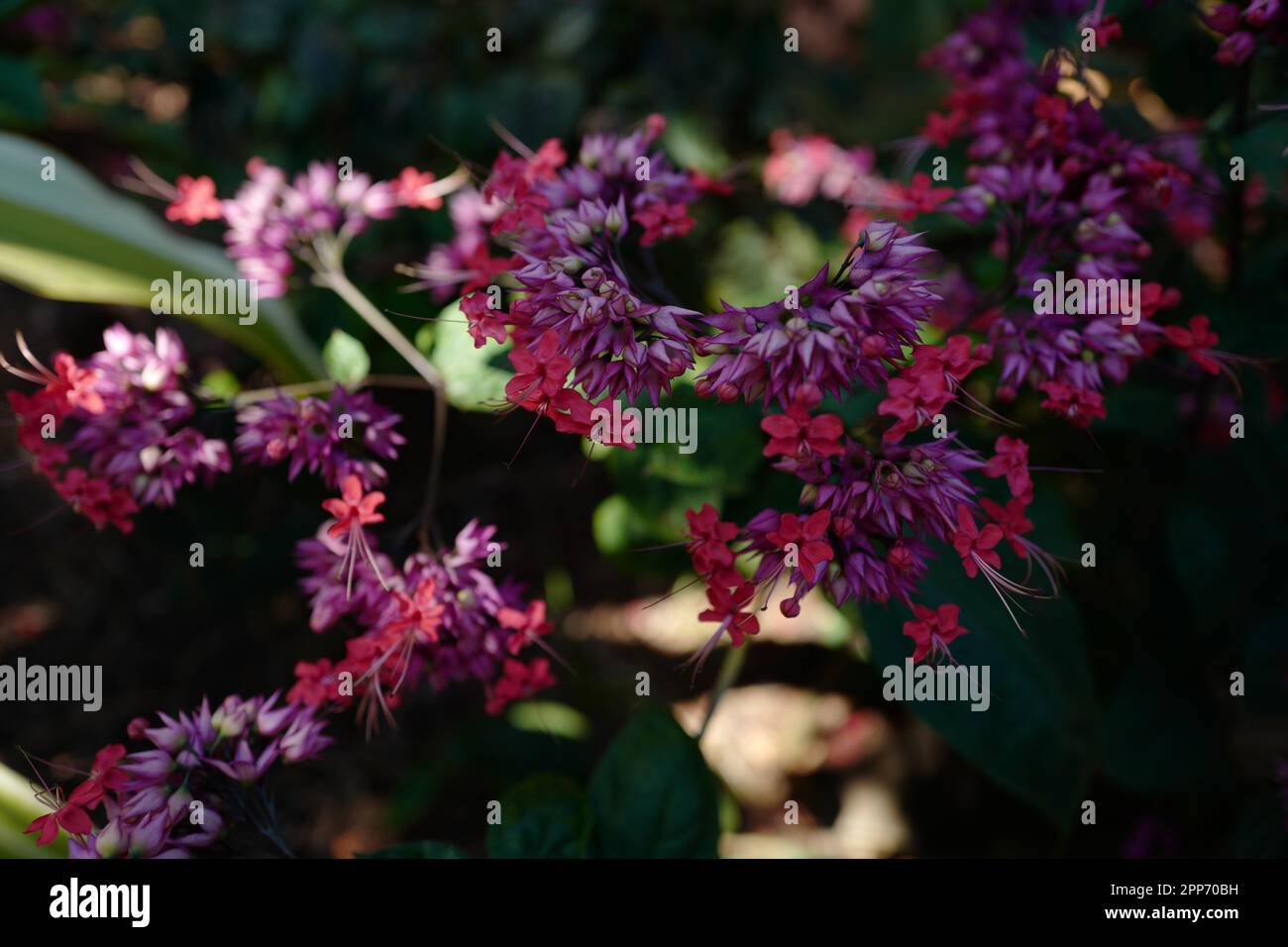 Tropical flowers on the island of Kauai Stock Photo Alamy