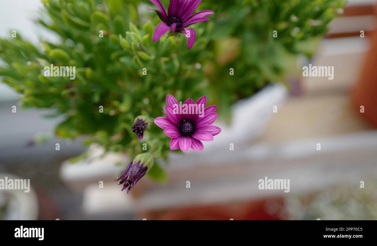 Purple hawaii flowers hi-res stock photography and images - Alamy