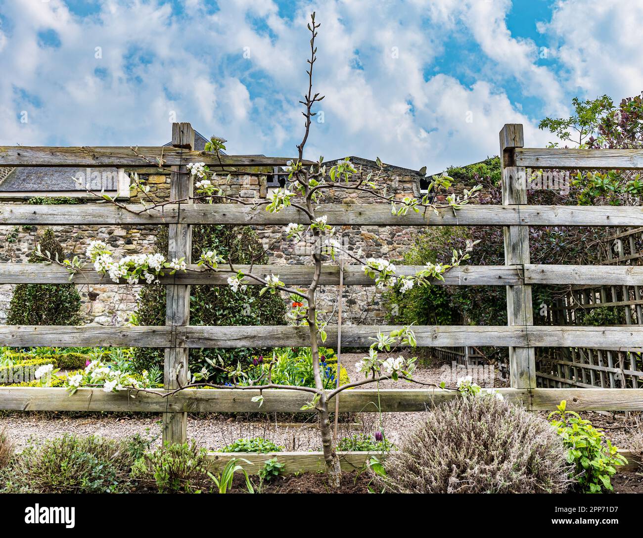 An espalier apple tree in blossom growing on a fence, Dunbar's Close