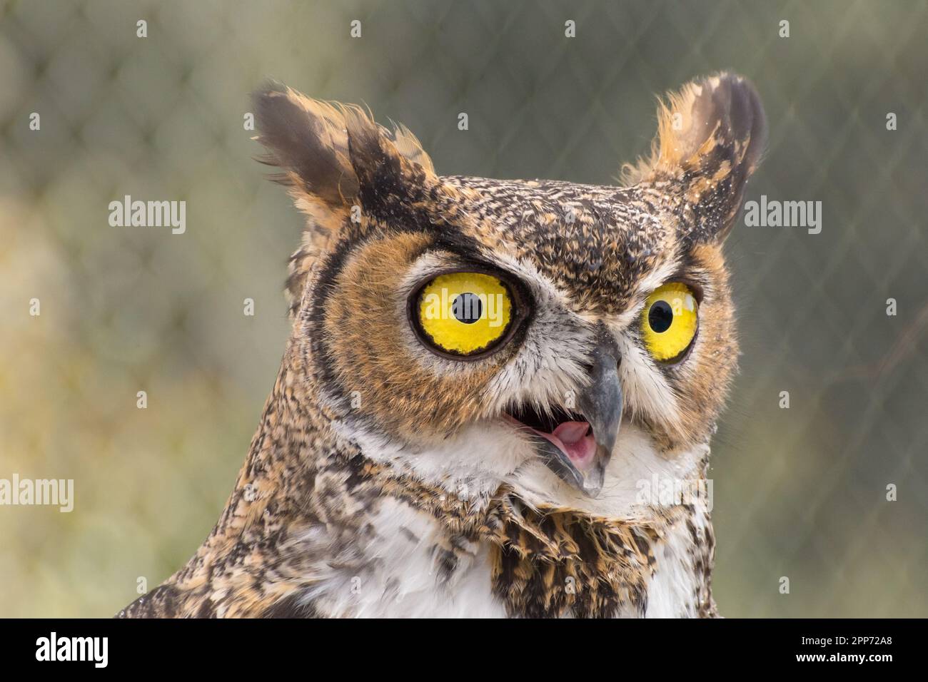 Ojai, Calif., 4 Nov 2018 — A great horned owl (Bubo virginianus) pants in  the heat during a public open house at the Ojai Raptor Center Stock Photo -  Alamy