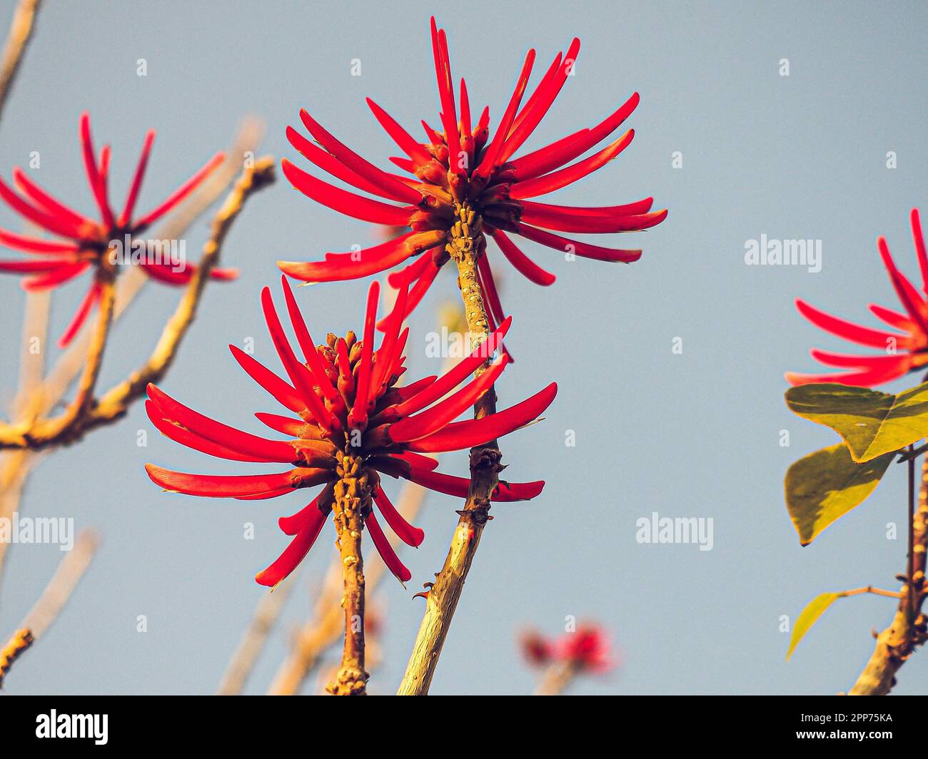 A closeup shot of vibrant red buds of a coral tree. Erythrina speciosa. Stock Photo