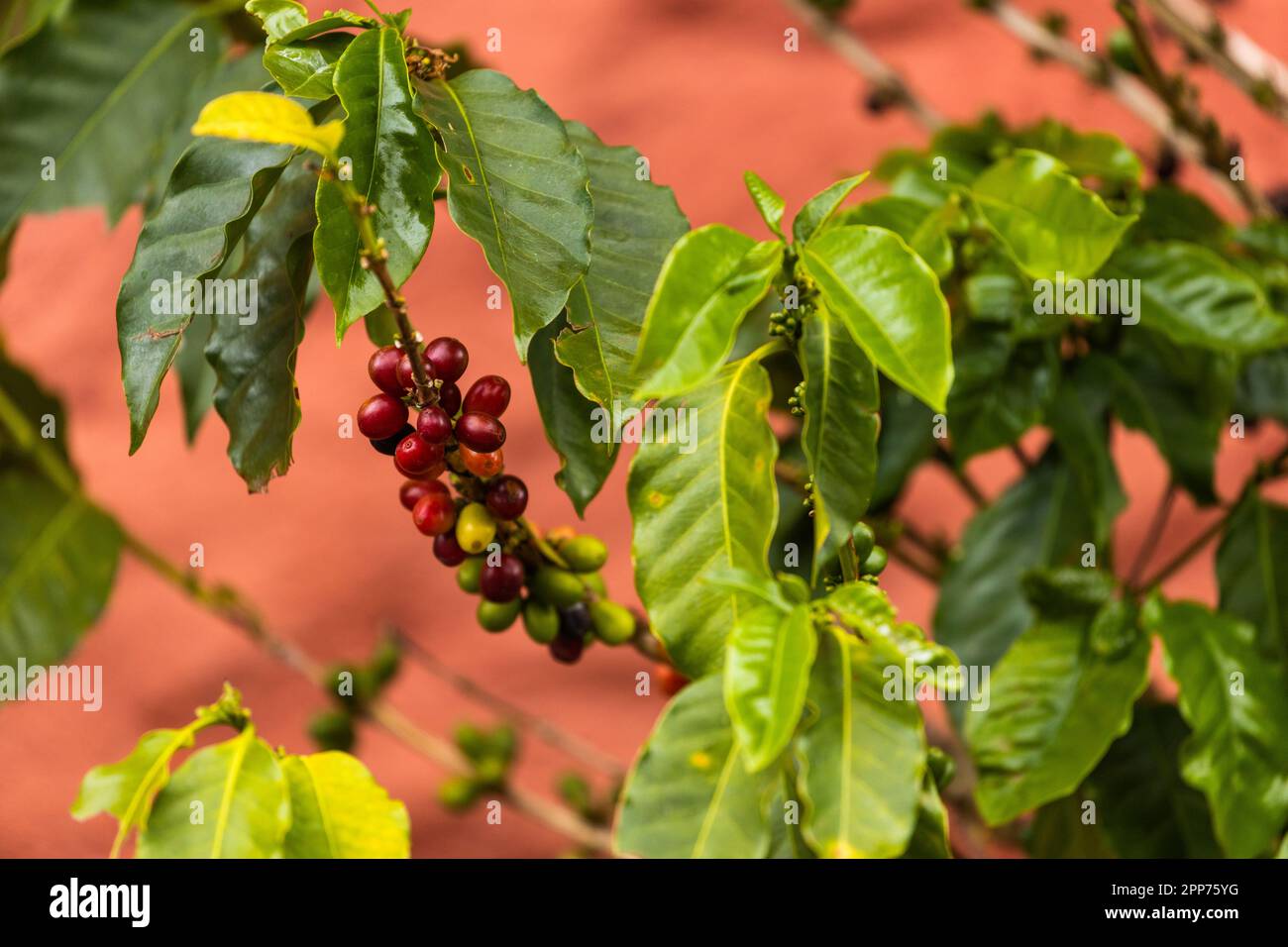 A beautifully ripening coffee bush Stock Photo Alamy