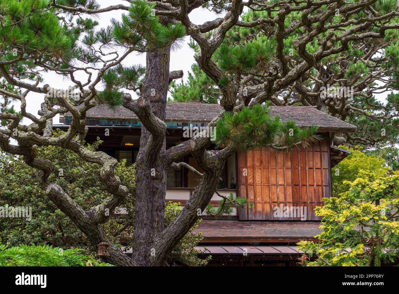 Japanese Tea Garden in San Francisco, CA Stock Photo Alamy