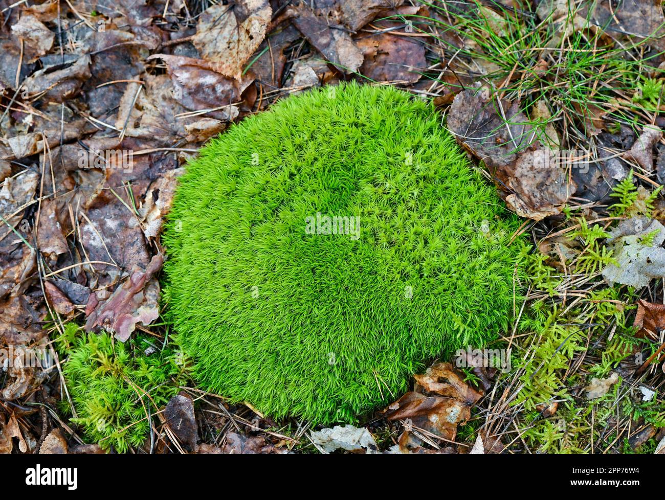 Sieversdorf, Germany. 11th Apr, 2023. Common forktooth moss also called broom moss (Dicranum scoparium) in a forest. Credit: Patrick Pleul/dpa/Alamy Live News Stock Photo