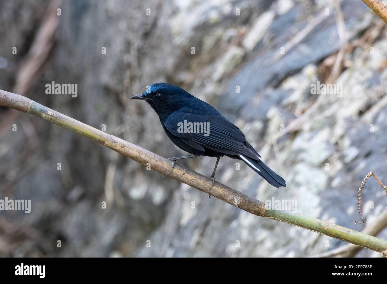 White-tailed robin or Myiomela leucura observed in Rongtong in West Bengal,India Stock Photo