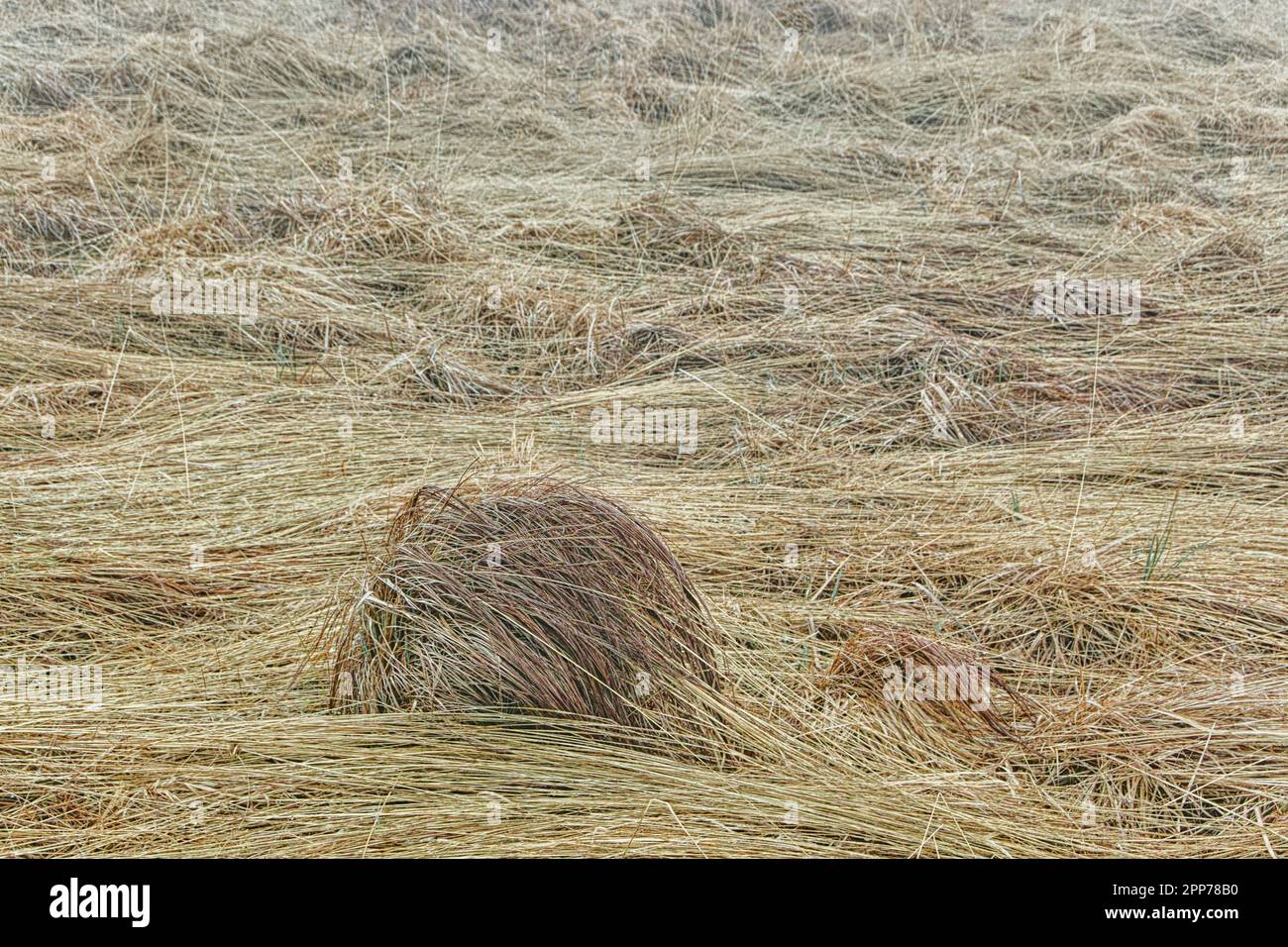 High Fenns, Belgium. Nature reserve in winteron a foggy day Stock Photo