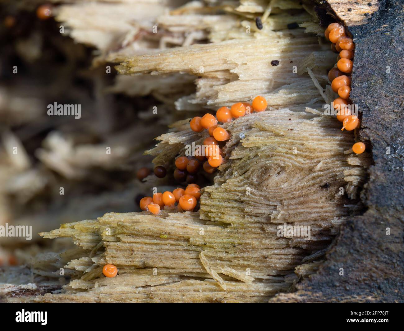 Trichia decipiens slime mould, mold. Macro. Stock Photo