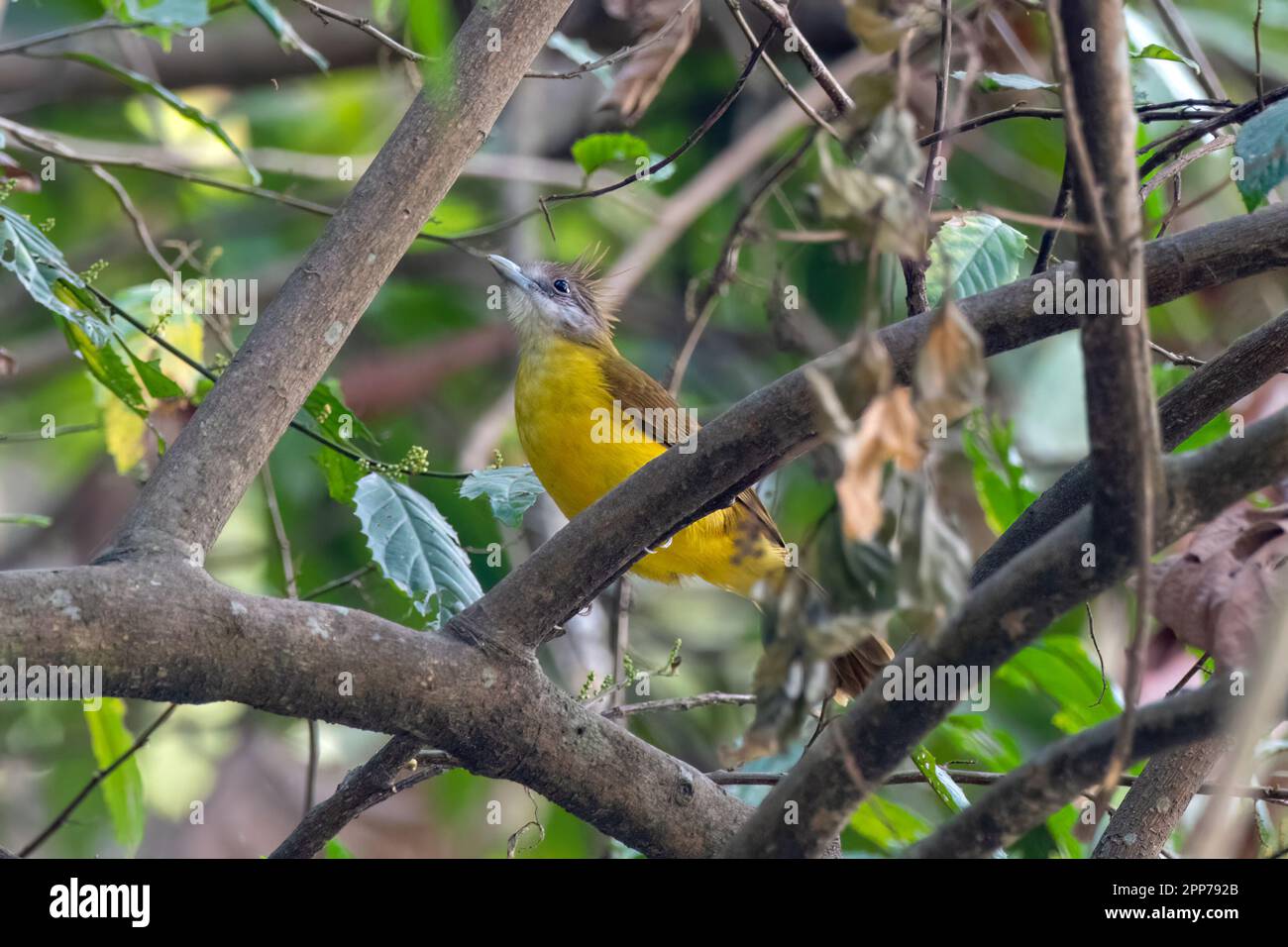 White-throated bulbul or Alophoixus flaveolus seen in Rongtong in West Bengal Stock Photo