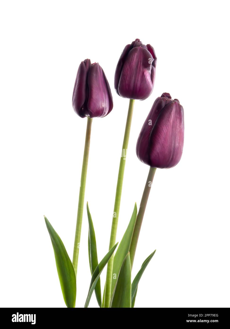 Dark purple tulip flowers isolated on white background Stock Photo - Alamy