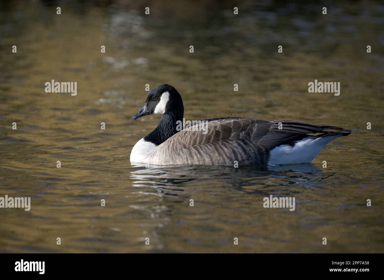 Canada Geese (Branta canadensis) on Helston Boating Lake Stock Photo