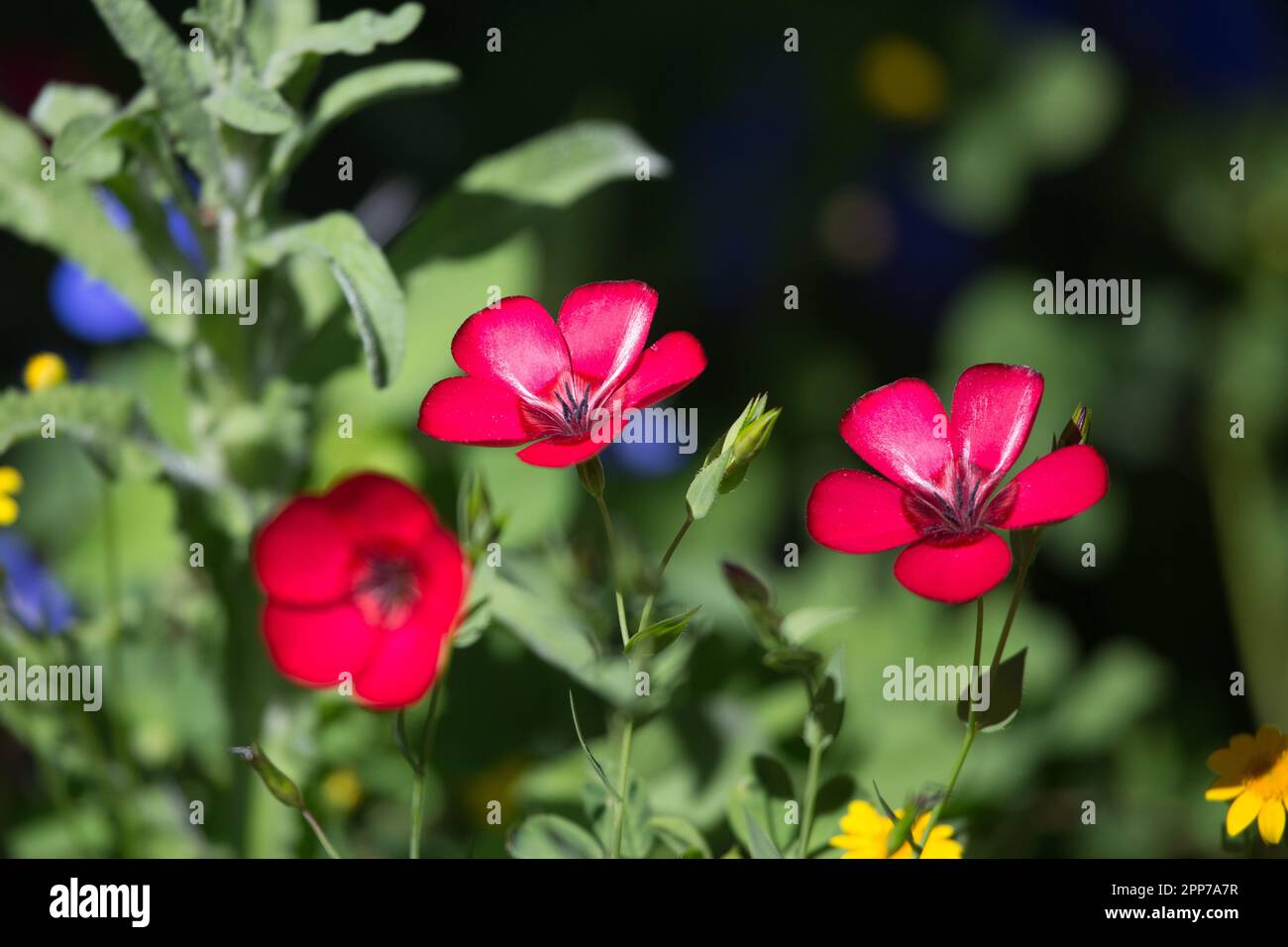 Linum grandiflorum . commonly known as crimson flax, red flax, scarlet flax,  growing in a Southern California garden. Stock Photo