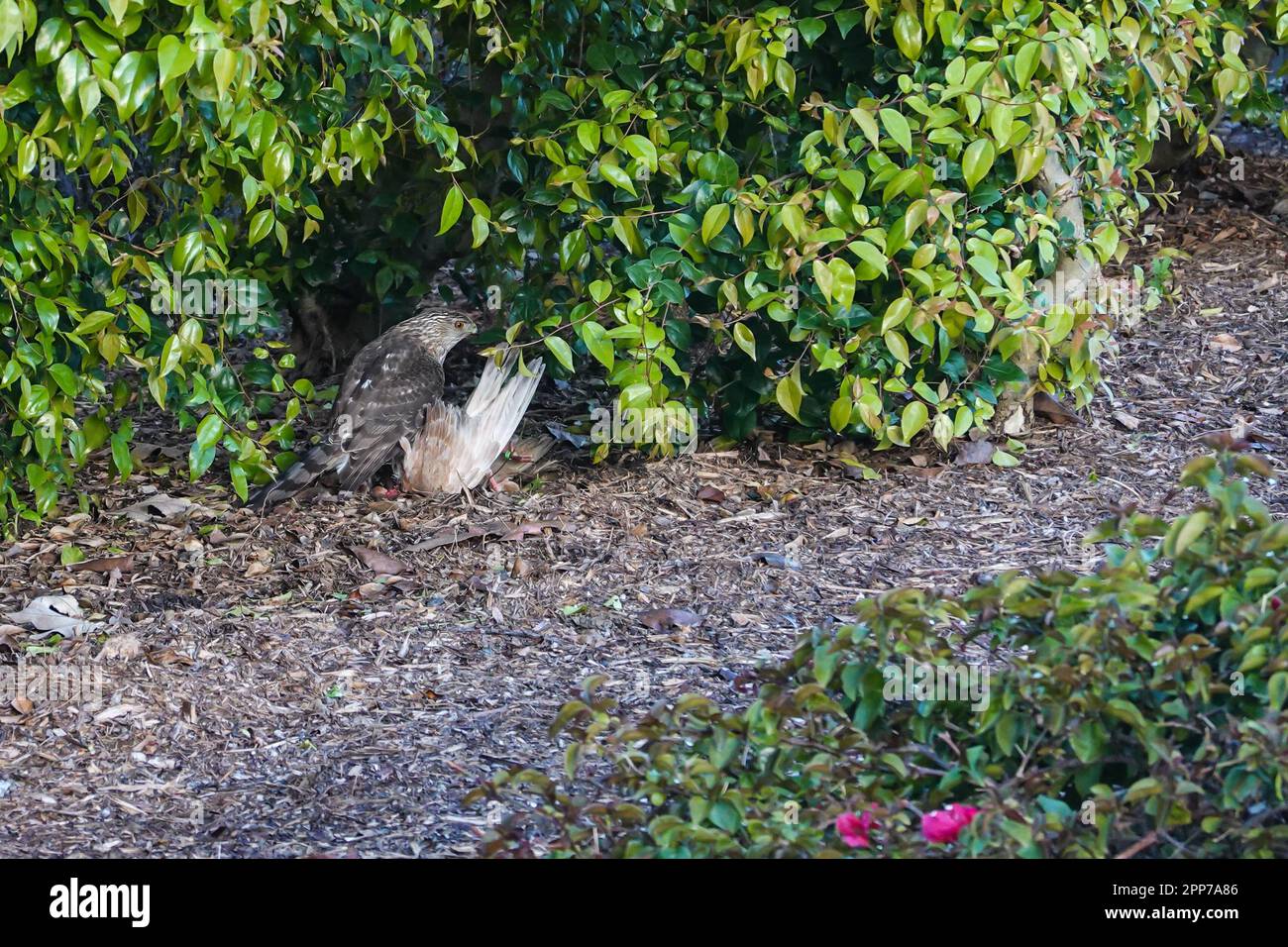 Cooper's hawk Accipiter cooperii on the ground with a dove it killed early morning in Irvine, California, USA Stock Photo
