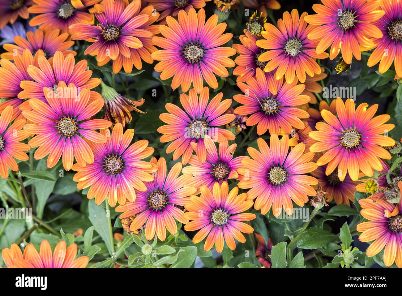 African daisy, Osteospermum Purple Sun, garden flower, UK Stock Photo