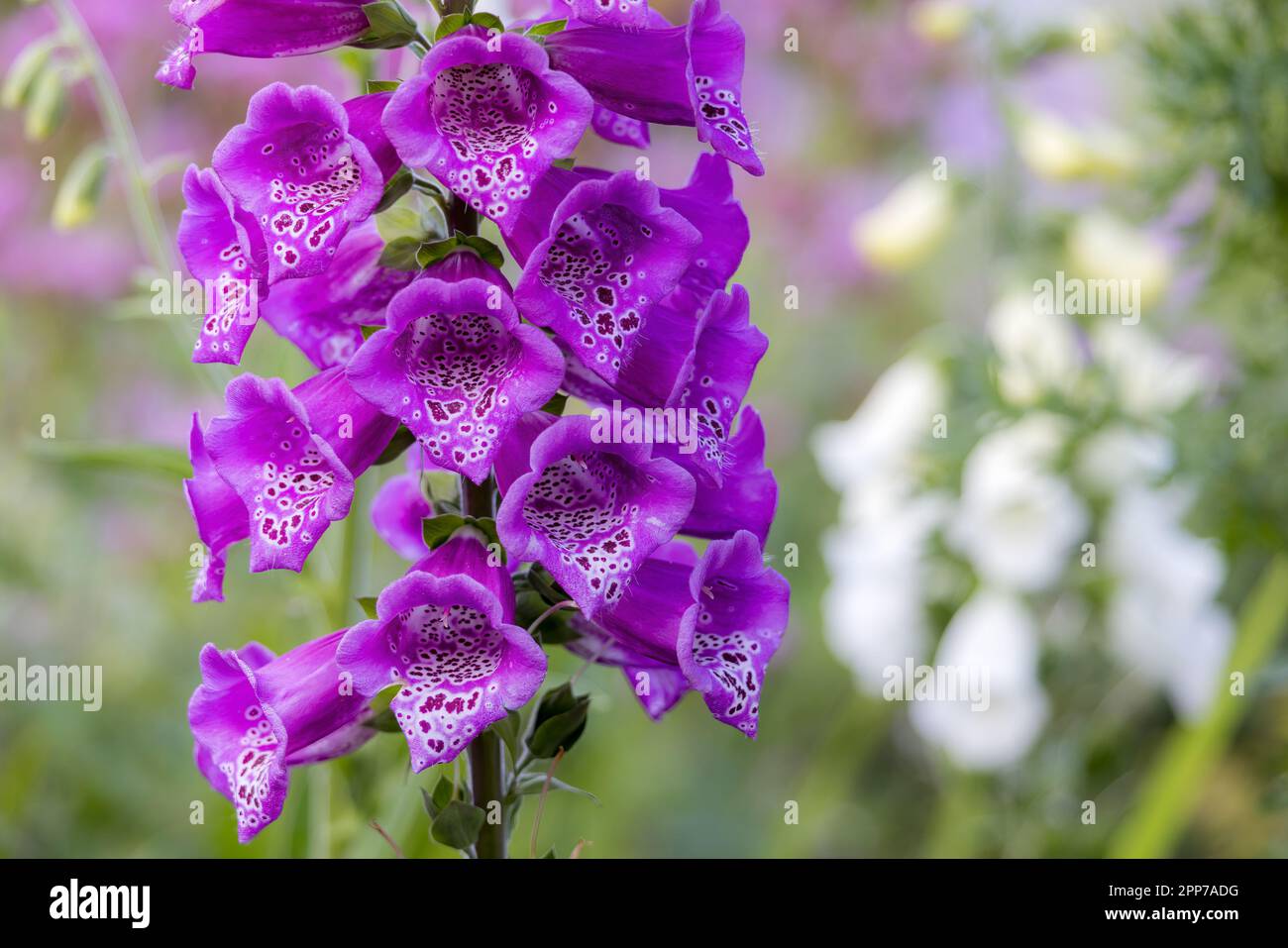Foxglove, Digitalis purpurea, UK Stock Photo
