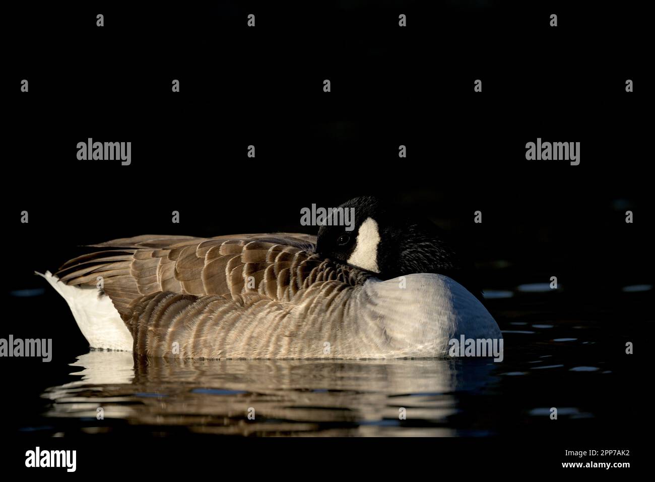 Canada Geese (Branta canadensis) on Helston Boating Lake Stock Photo