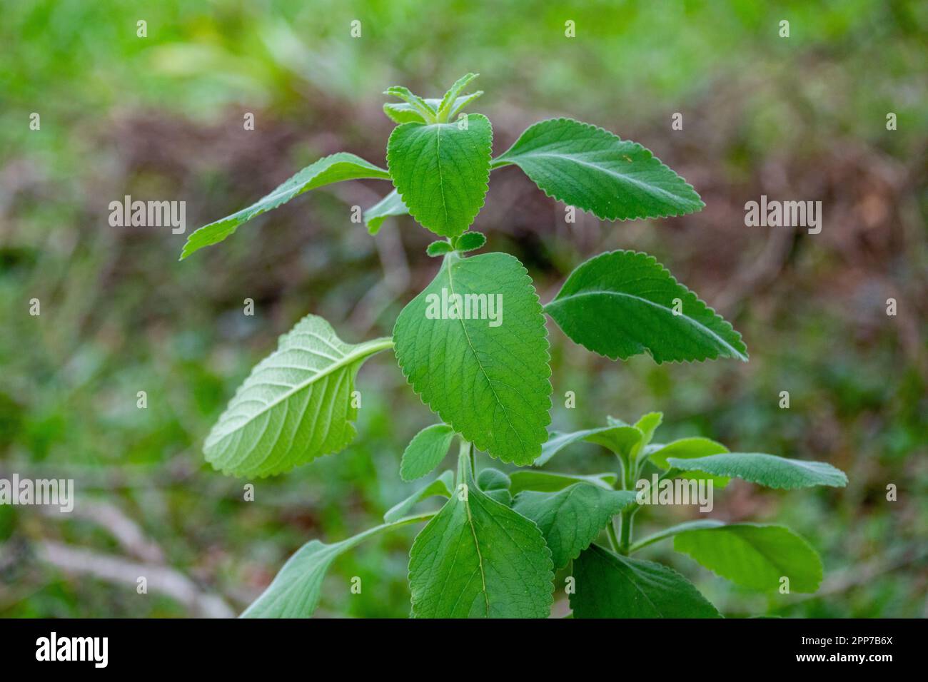 Boldo: Green plant named Boldo da Terra in Brazil. Plant used to make tea e produtos medicinais 'Boldo do Chile'(Peumus boldus) Stock Photo