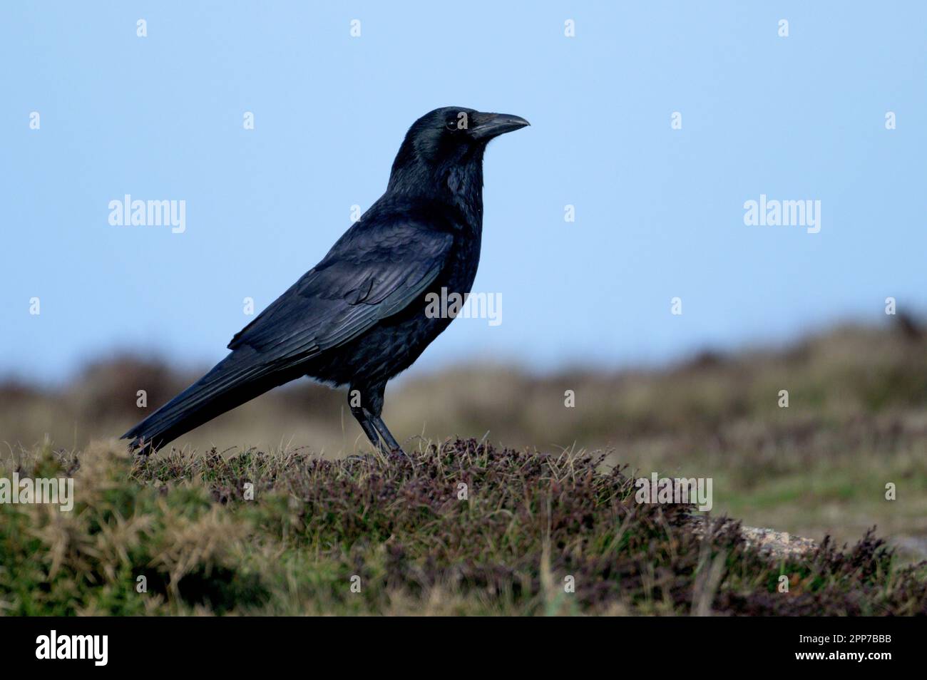 Carrion Crow, perched on top of the cliffs near Lands End Stock Photo
