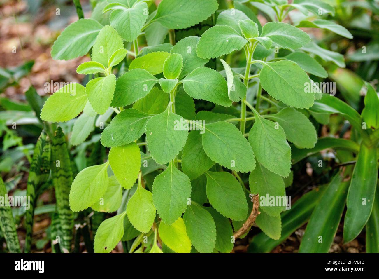 Boldo: Green plant named Boldo da Terra in Brazil. Plant used to make tea e produtos medicinais 'Boldo do Chile'(Peumus boldus) Stock Photo