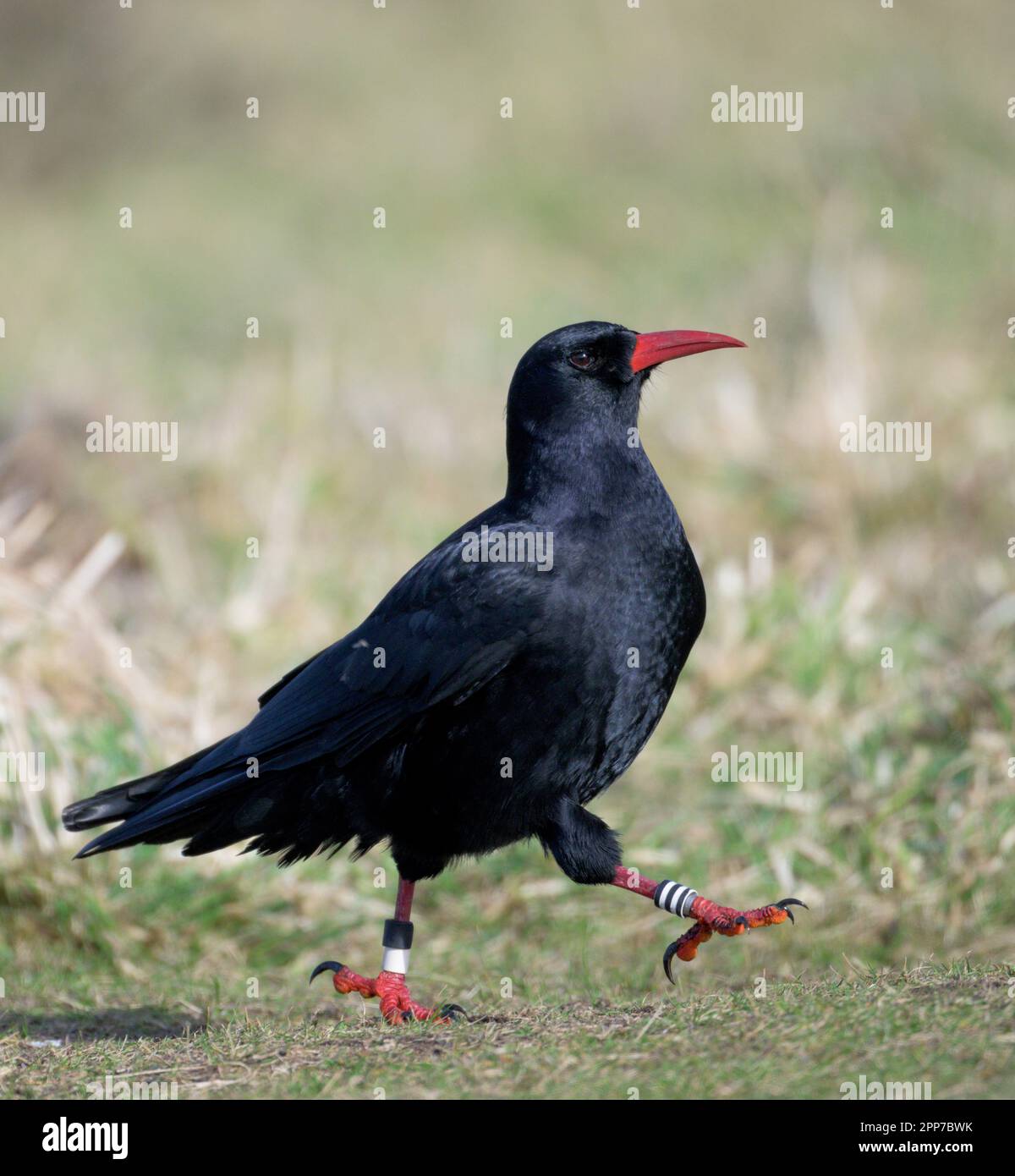 Chough on the Coastline near Lands End in Cornwall Stock Photo