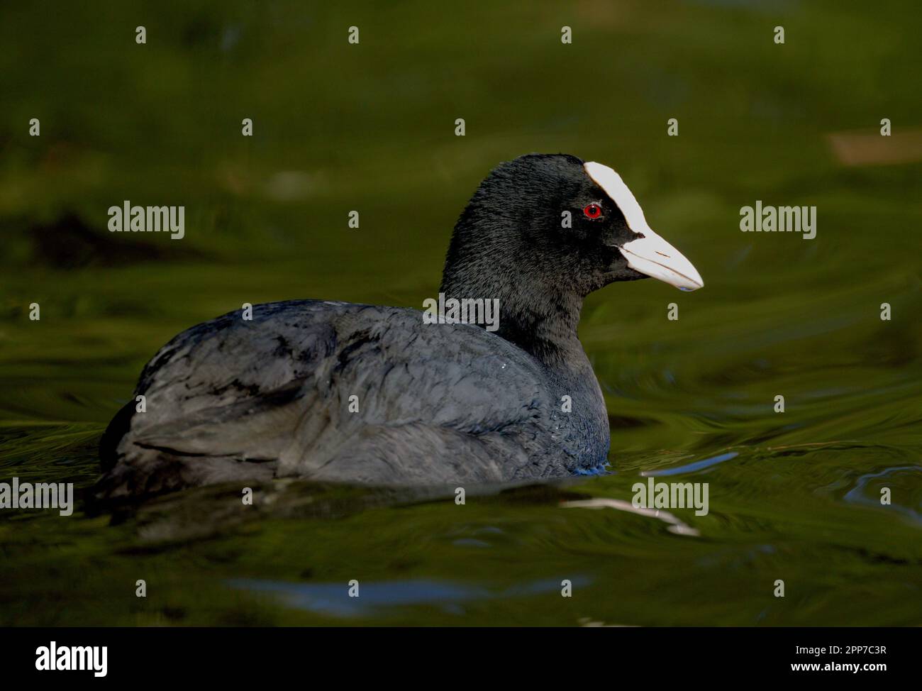 Coot (Fulica) at Helston Boating Lake in Cornwall Stock Photo