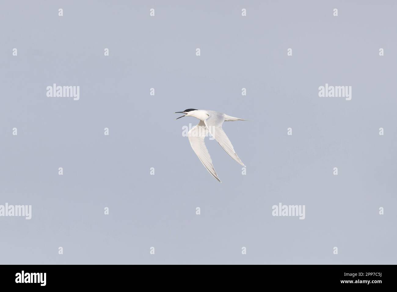 Sandwich tern Sterna sandvicensis, summer plumage adult calling in flight, Suffolk, England, April Stock Photo