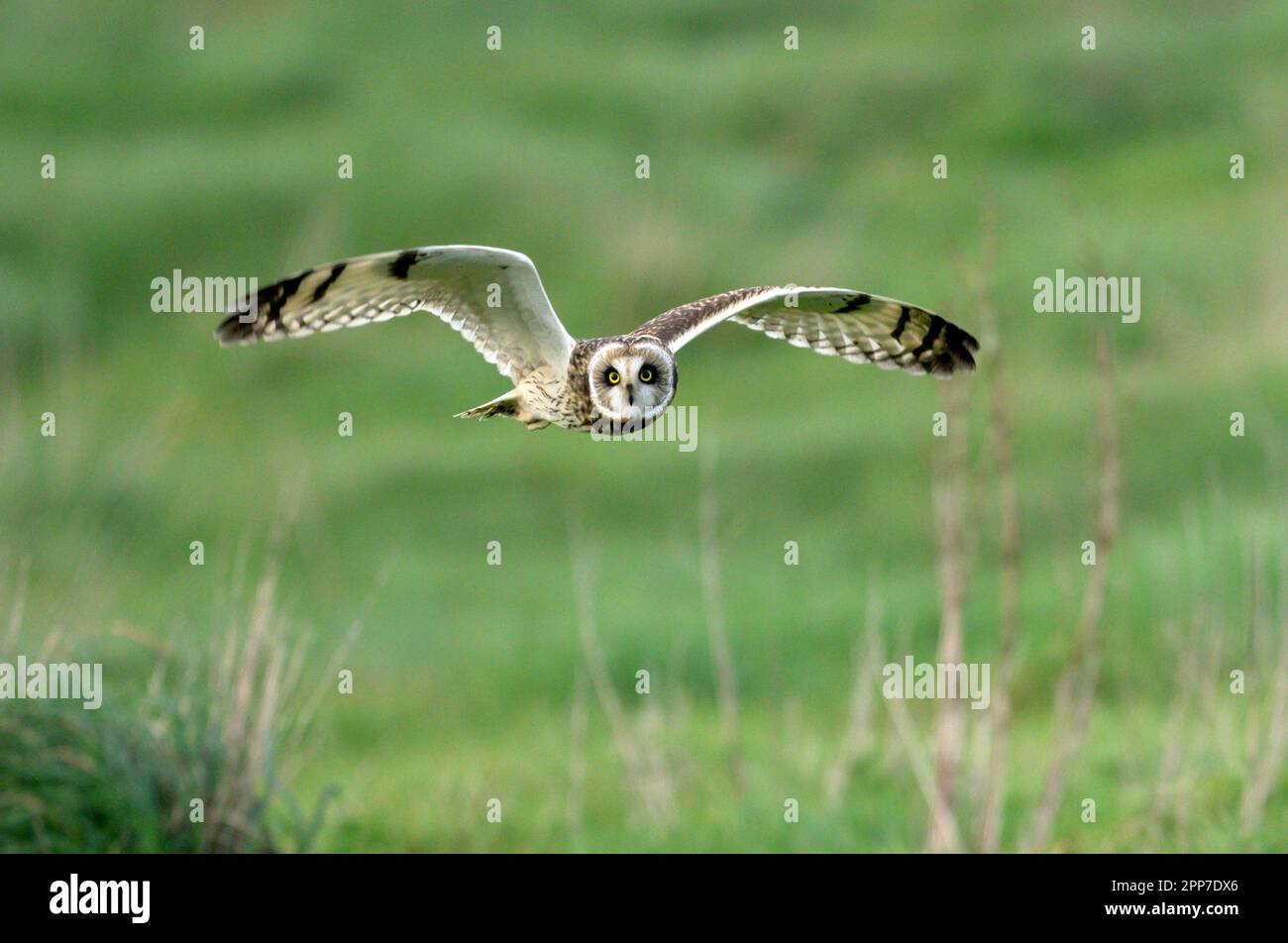 Short Eared Owl hunting on the moors in Northern Cornwall Stock Photo