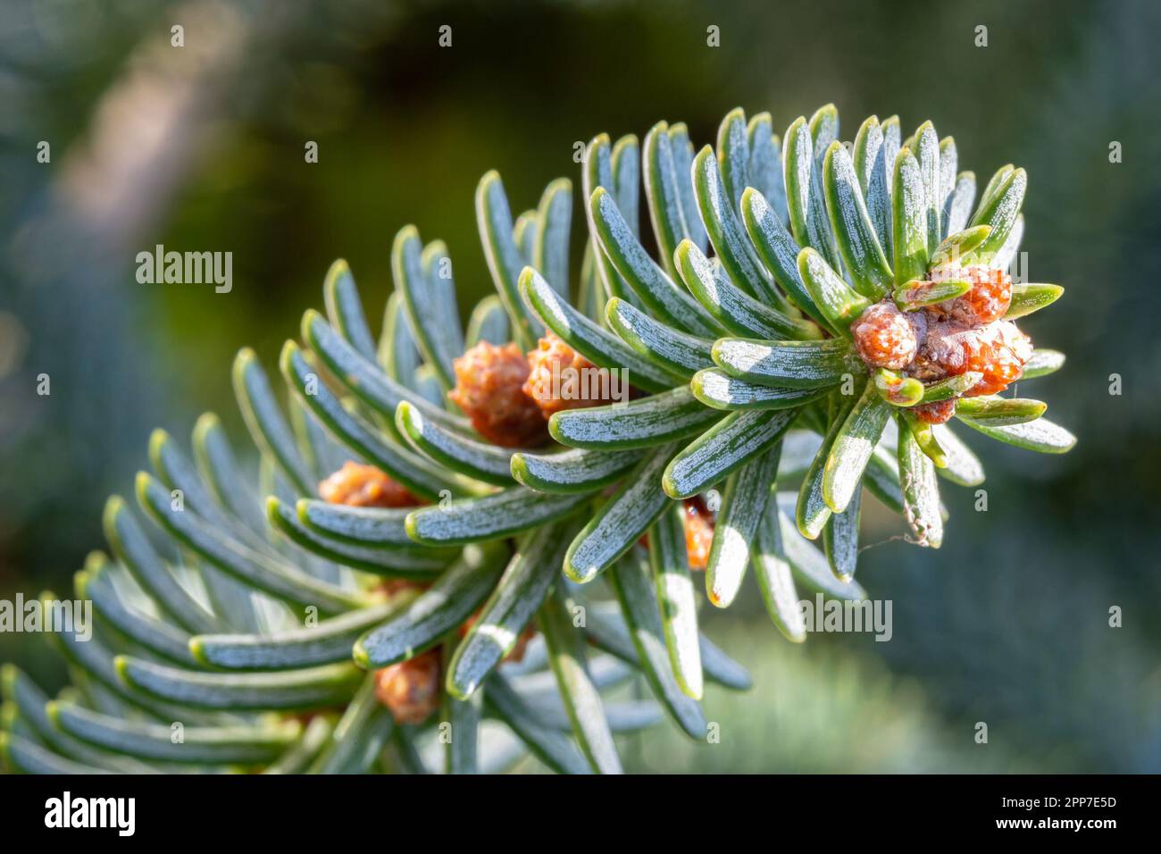 Branch with buds and needles covered with wax of a fir (Abies) tree Stock Photo