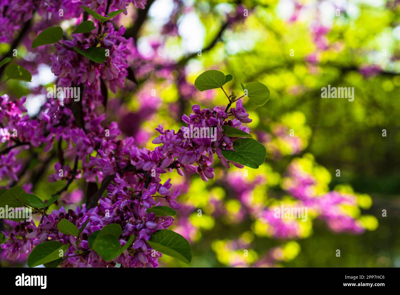 Color nature images hi-res stock photography and images - Alamy