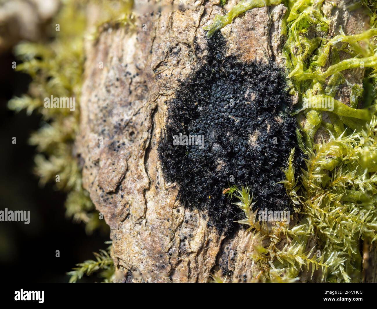Chaetosphaerella phaeostroma black fungus, uk. Stock Photo