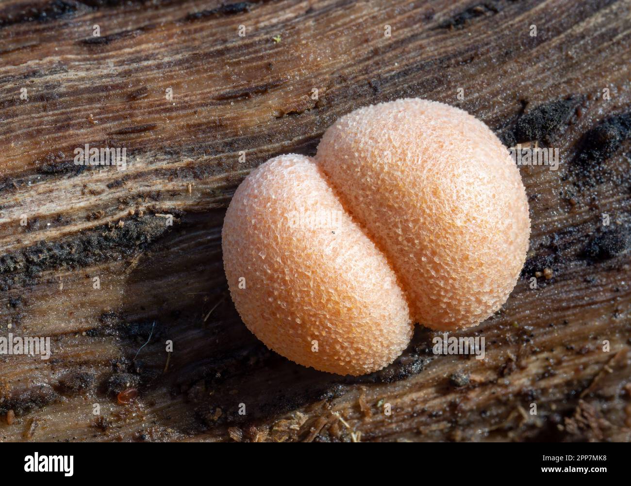 Amazing pink slime mold Lycogala sp. Macro. Stock Photo