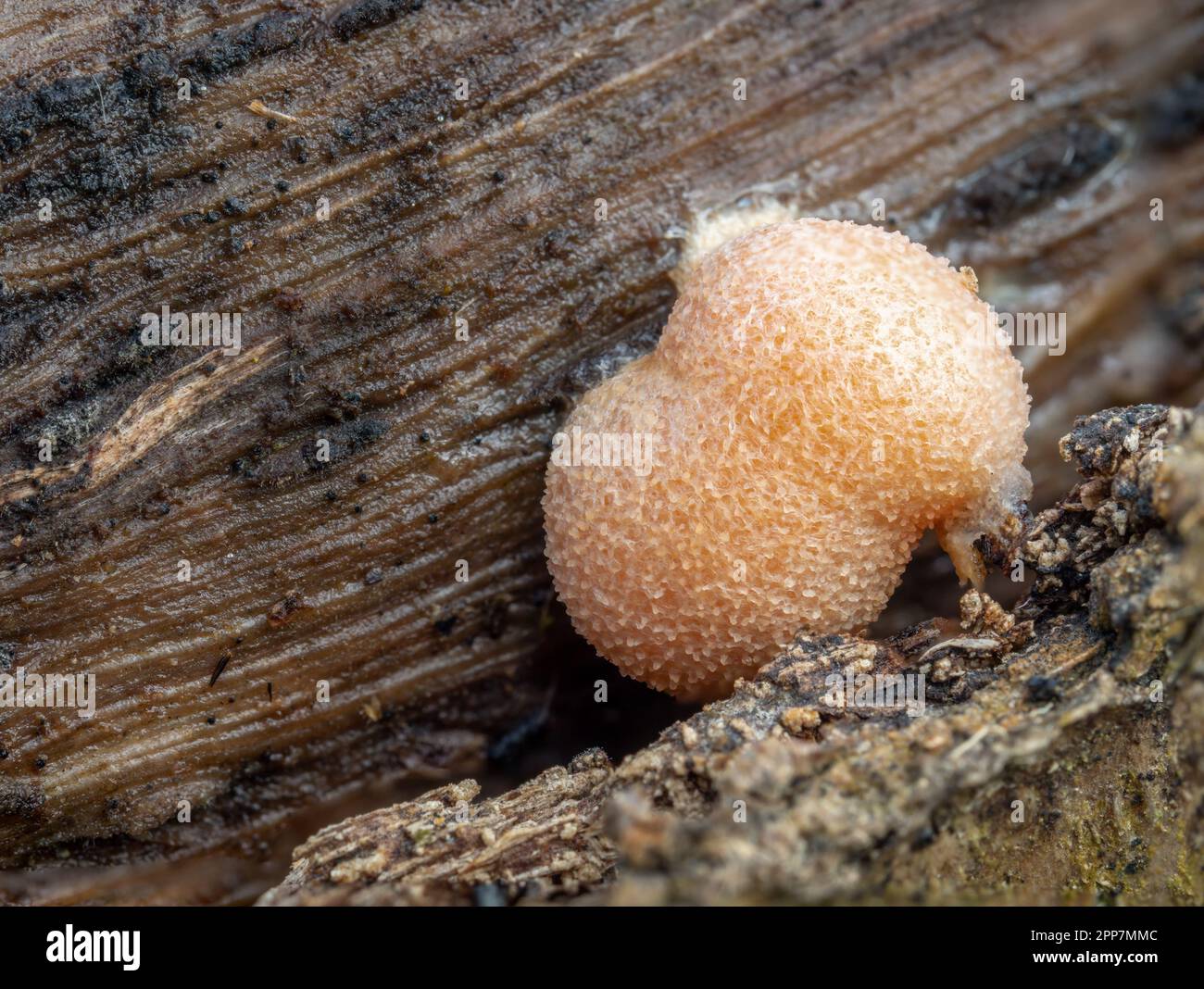 Amazing pink slime mold Lycogala sp. Macro. Stock Photo