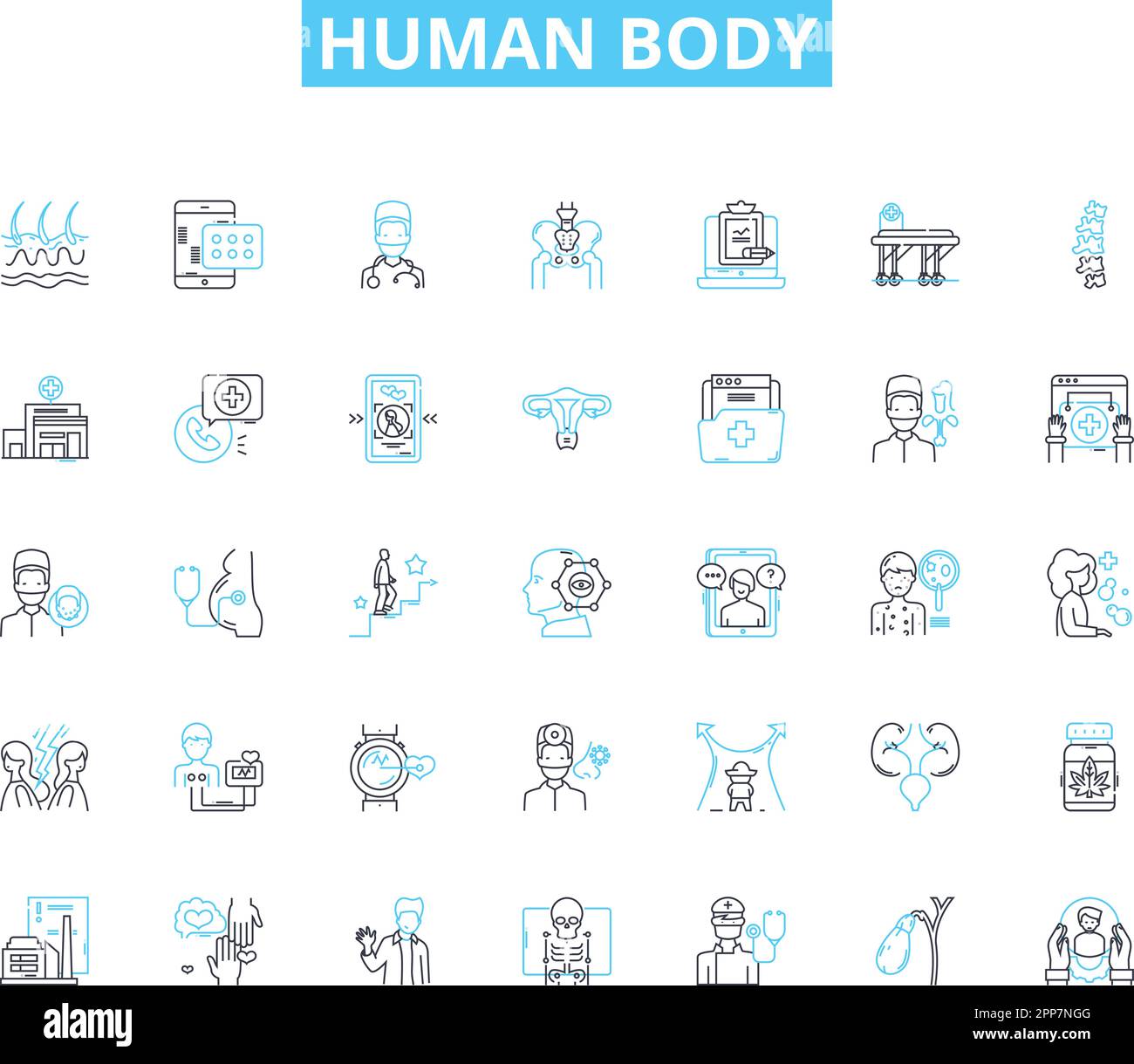 Human body linear icons set. Anatomy, Physiology, Organs, Muscles, Nerves, Bs, Skin line vector and concept signs. Blood,Cells,DNA outline Stock Vector