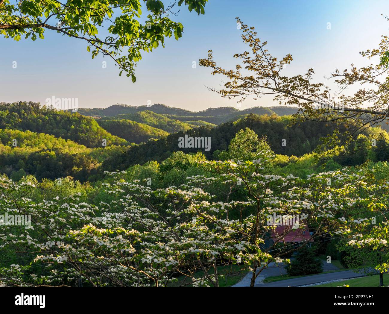 Flowering white dogwood tree with the Smokey Mountains in the background near Pigeon Forge Tennessee, USA. Stock Photo