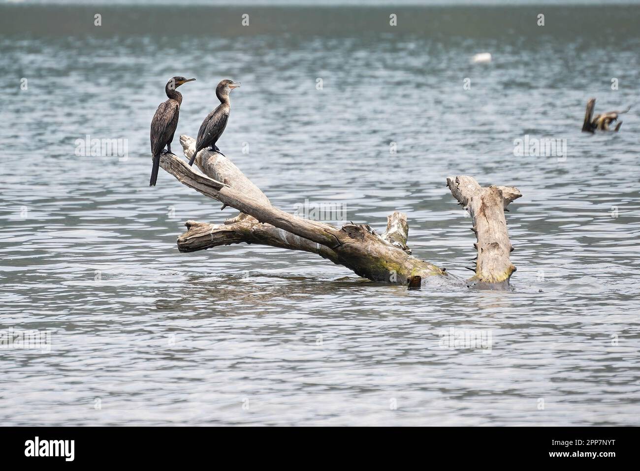 Gija hi-res stock photography and images - Alamy