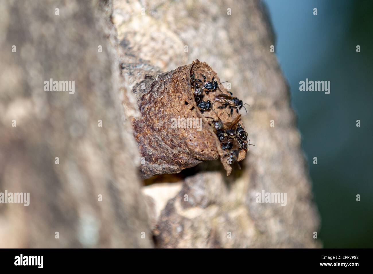 Stingless bees native to Brazilian forests. Nest in the tree trunk Stock Photo