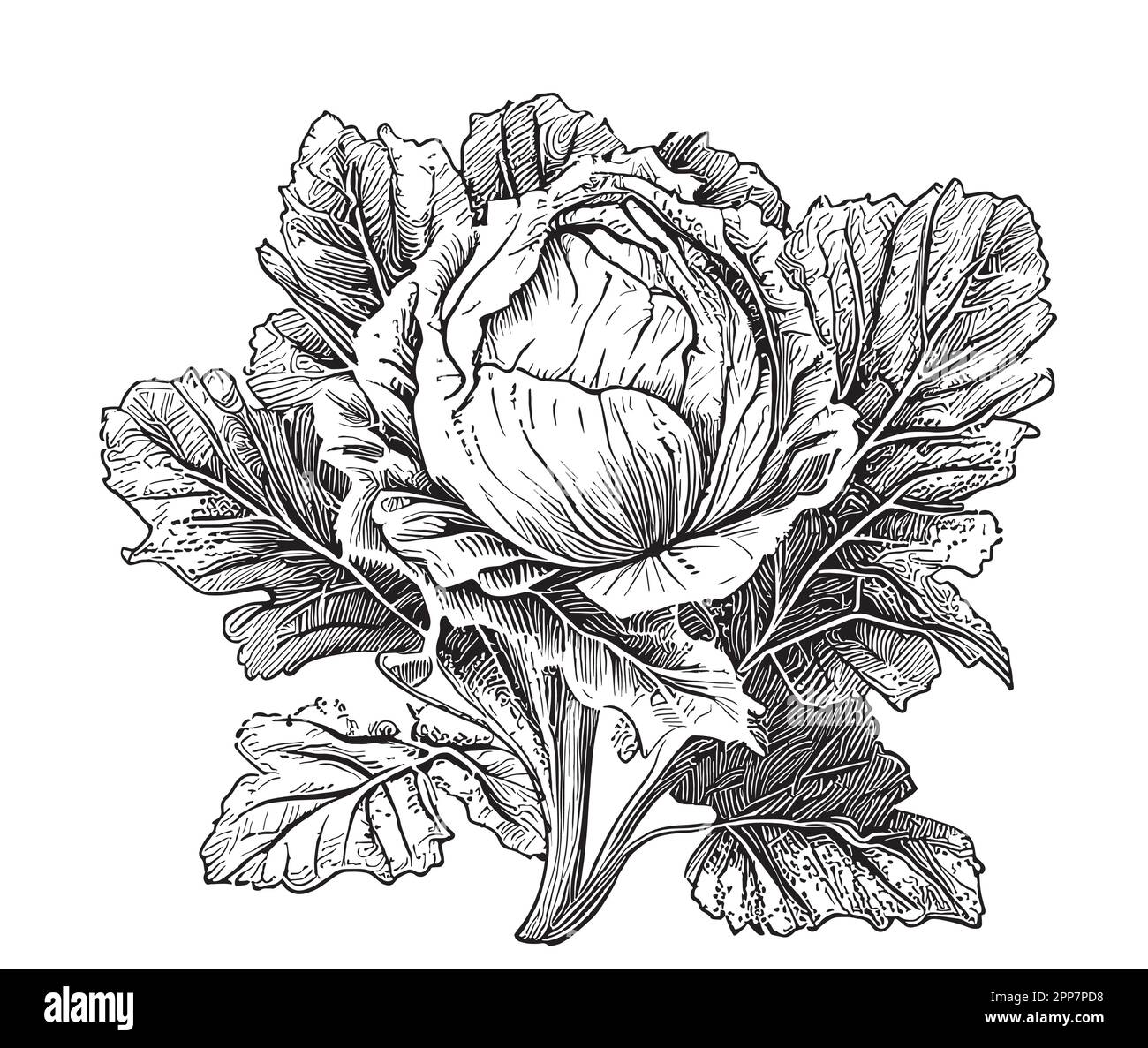 White cabbage sketch hand drawn illustration Stock Vector Image & Art