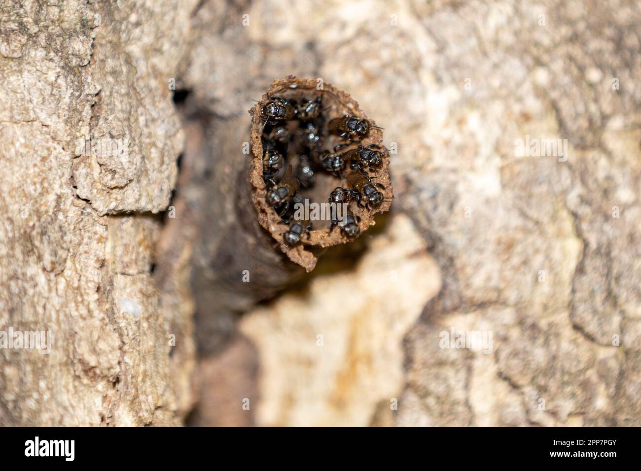 Stingless bees native to Brazilian forests. Nest in the tree trunk Stock Photo