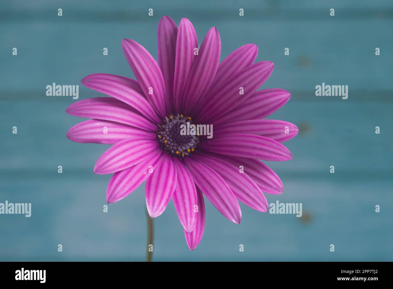 African daisy flower (Dimorphotheca ecklonis), blurred light blue wood background Stock Photo