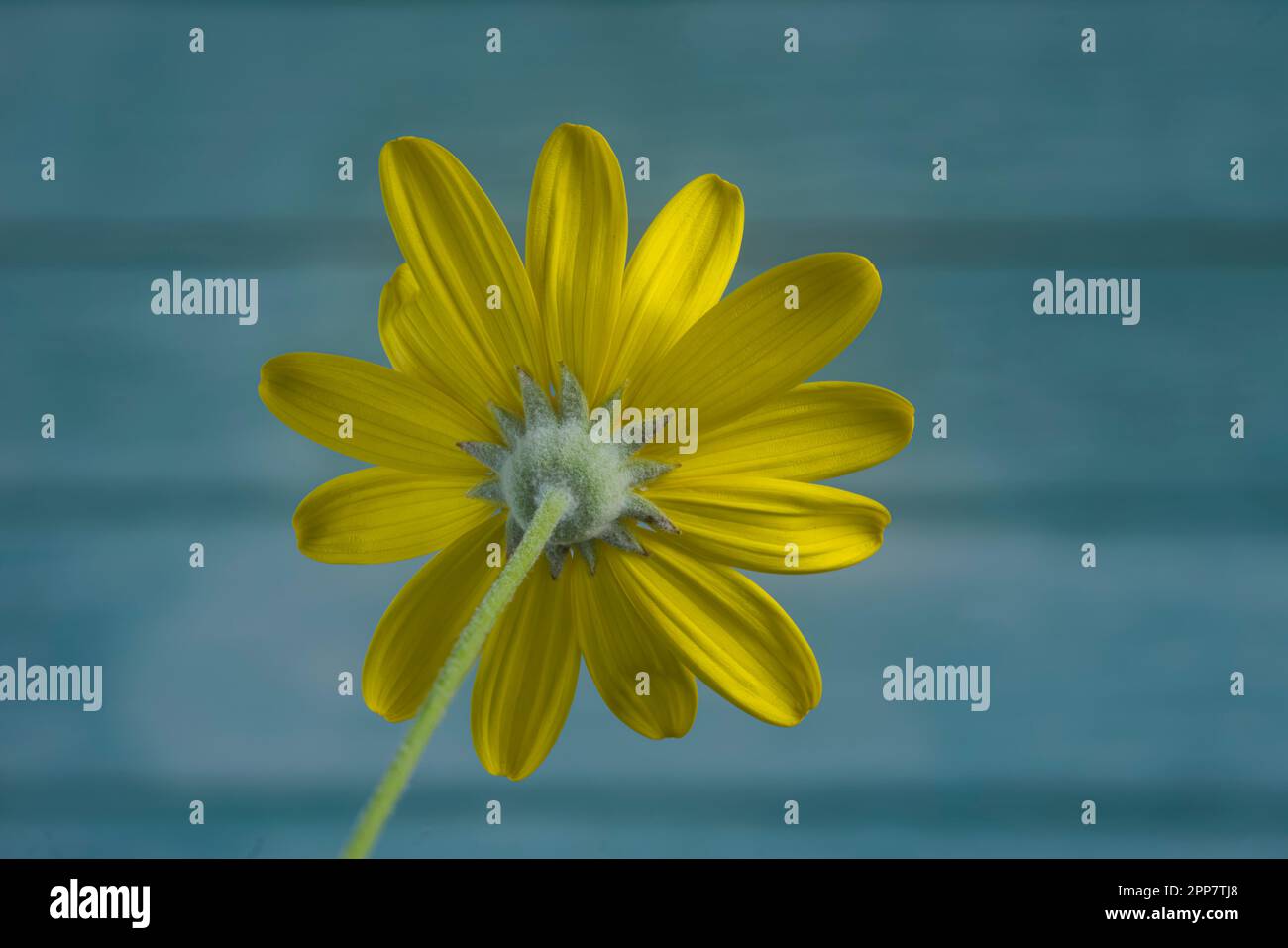 Yellow daisy flower (euryops pectinatus) view from behind, blurred light blue wood background Stock Photo