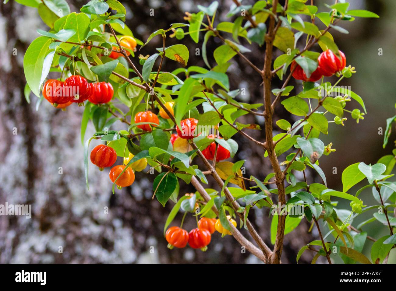 Ripe pitanga fruits (Eugenia uniflora),on the tree and blurred background Stock Photo