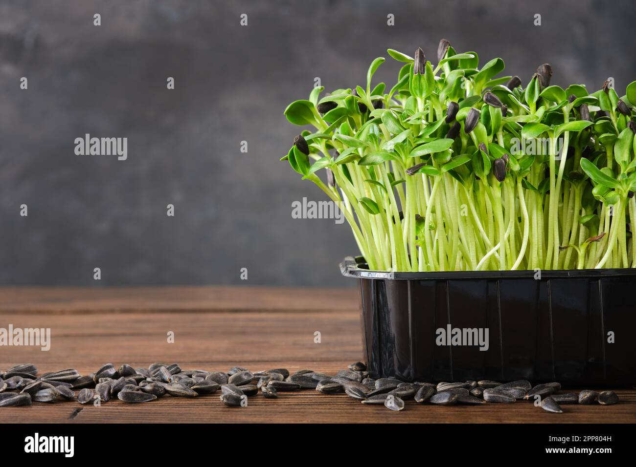 Sunflower seeds sprouts for a healthy diet nutrition. Microgreens. Green growing seedlings. Stock Photo