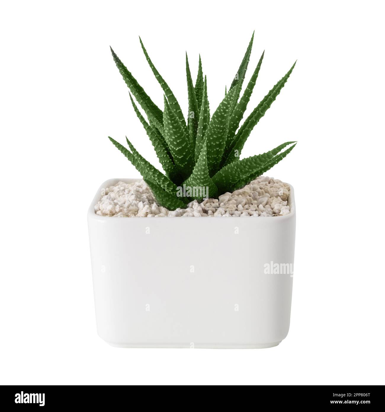 Haworthia succulent close up in a white pot. Isolated. Stock Photo