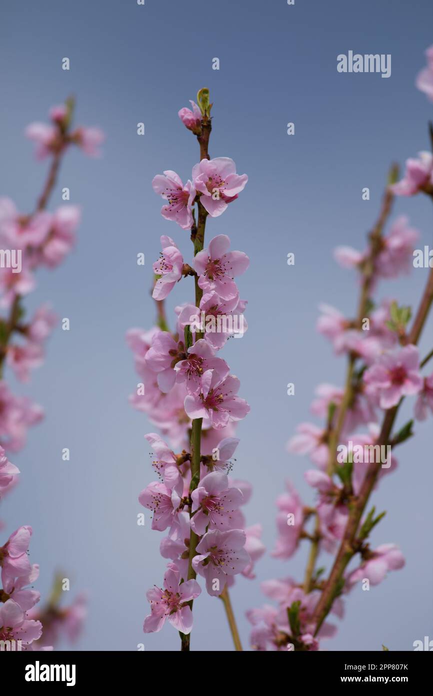 Beautiful peach tree flowers (Prunus persica) in blossom against a blue