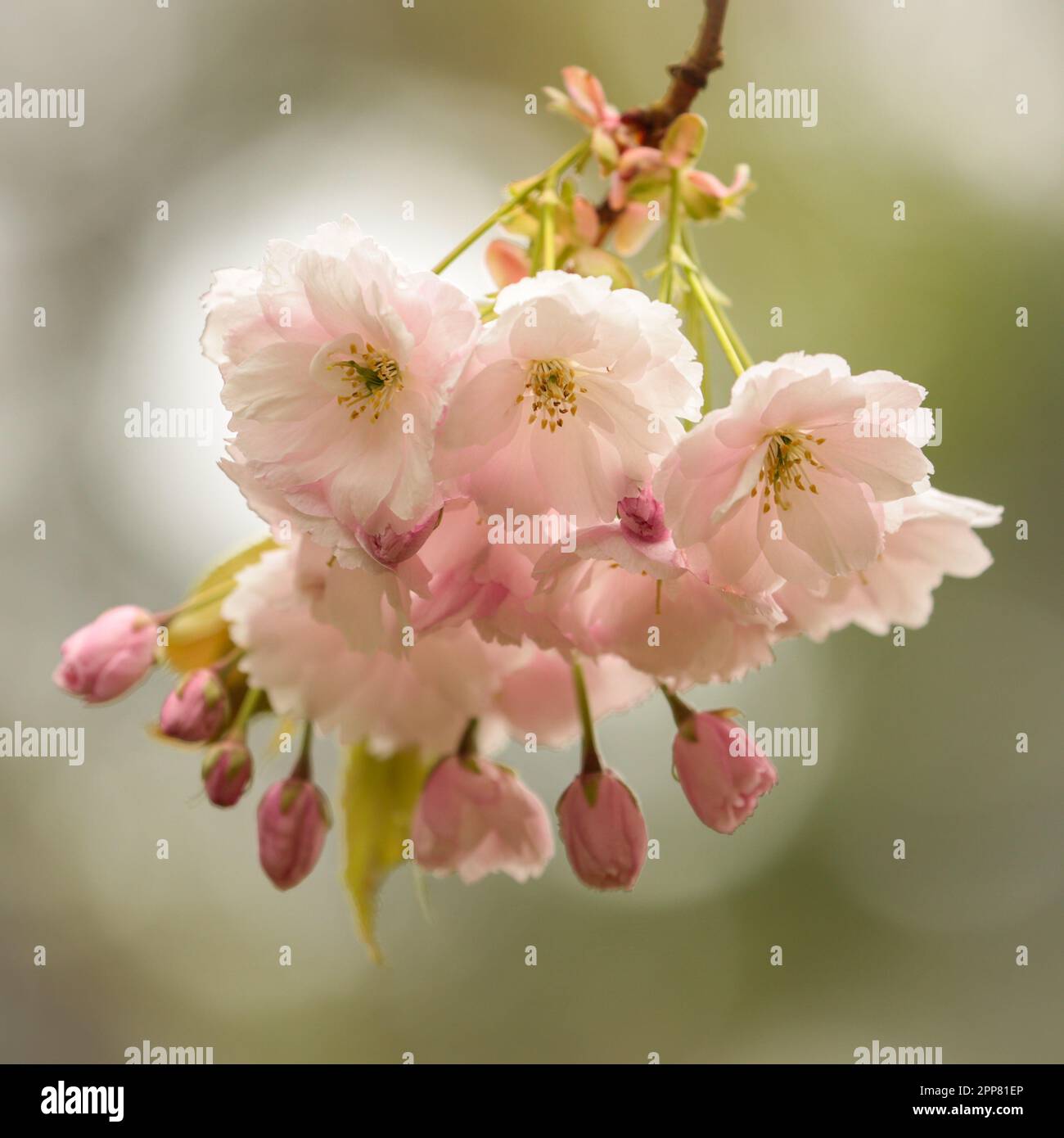 Cherry Blossom, sunlit spring Cherry Blossom Stock Photo - Alamy