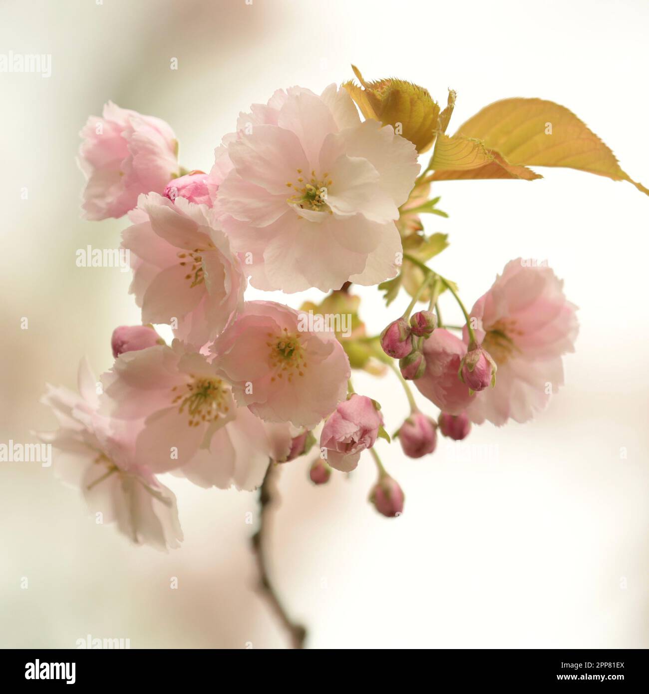 Cherry Blossom, sunlit spring Cherry Blossom Stock Photo - Alamy