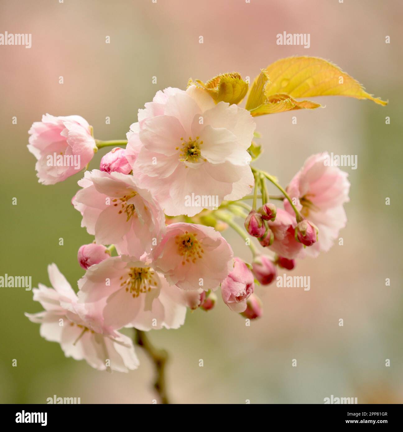Cherry Blossom, sunlit spring Cherry Blossom Stock Photo - Alamy