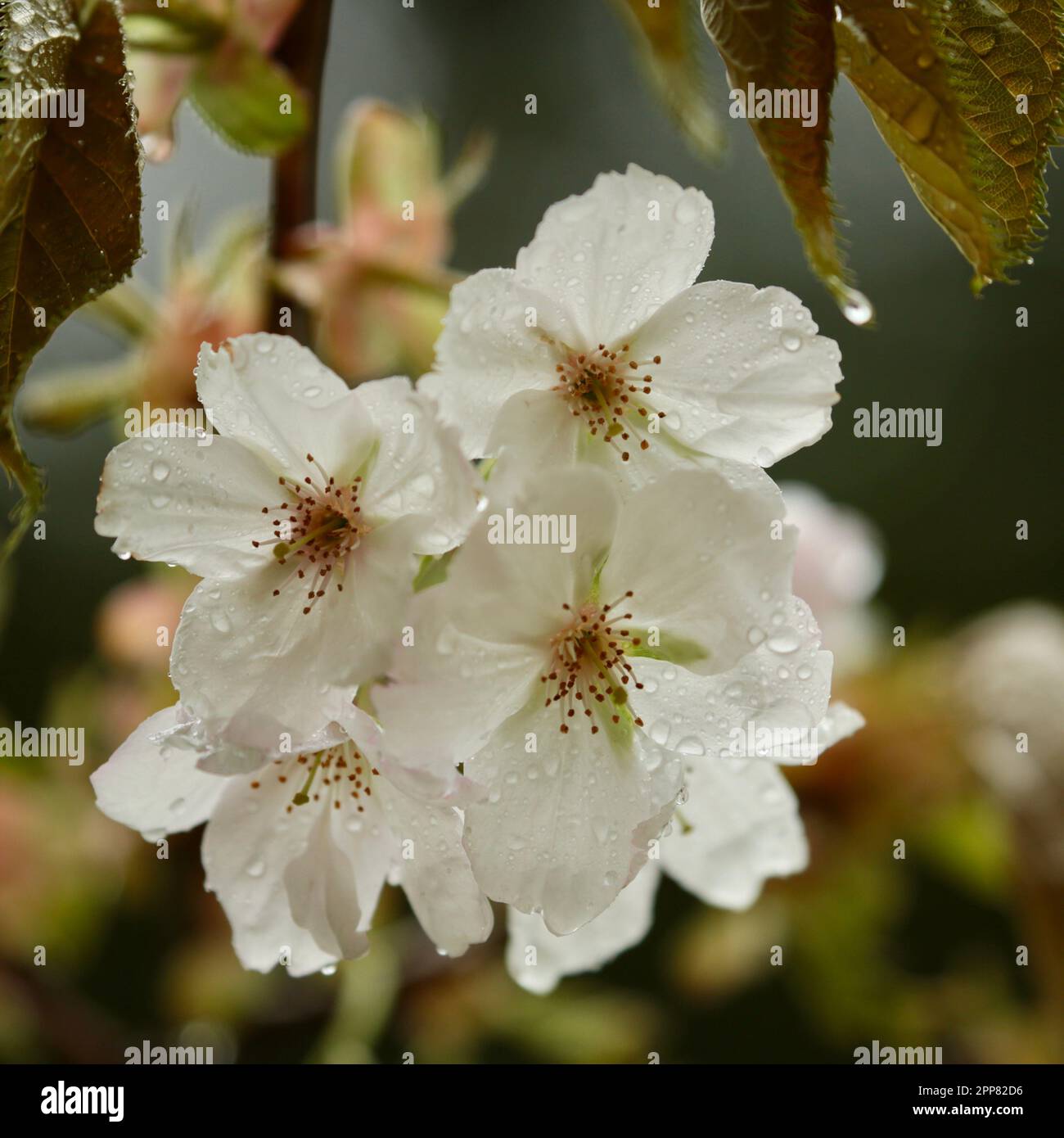 Cherry Blossom, sunlit spring Cherry Blossom Stock Photo - Alamy