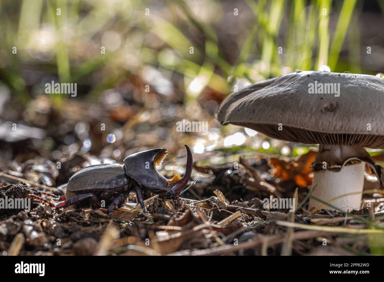Male bull beetle (Diloboderus abderus) near a mushroom Stock Photo - Alamy