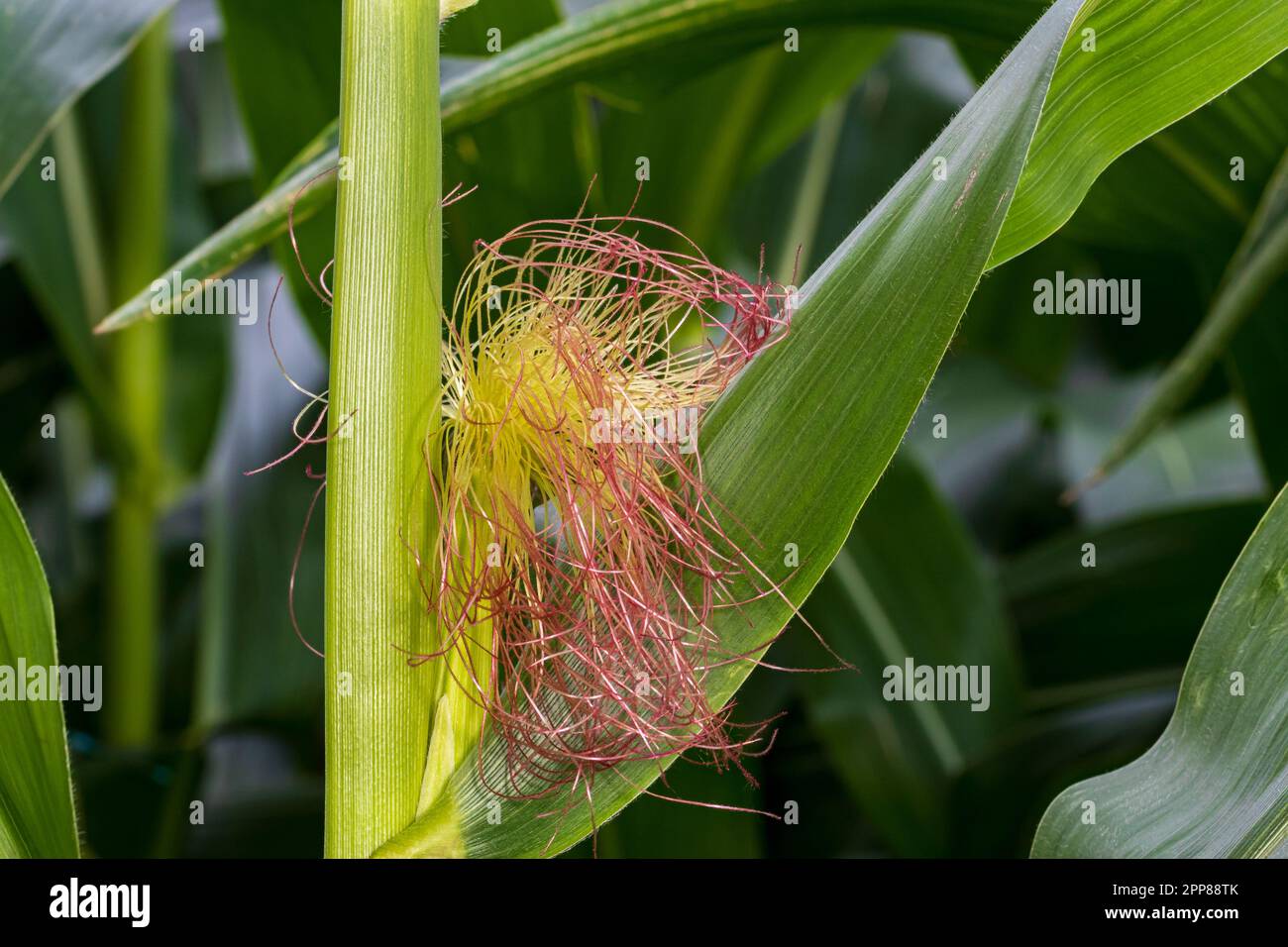 Cornfield with corn ear and silk growing on cornstalk. Ethanol, farming and agriculture concept Stock Photo
