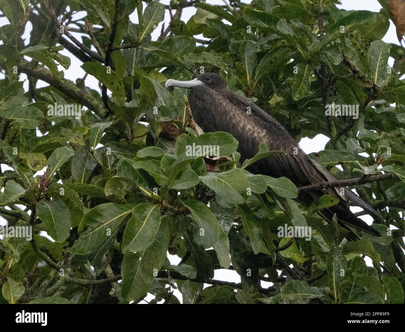Magnificent frigatebird (Sula leucogaster), Costa Rica Stock Photo Alamy